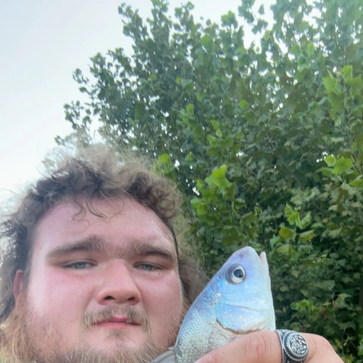 Freshwater drum caught on Fishbrain