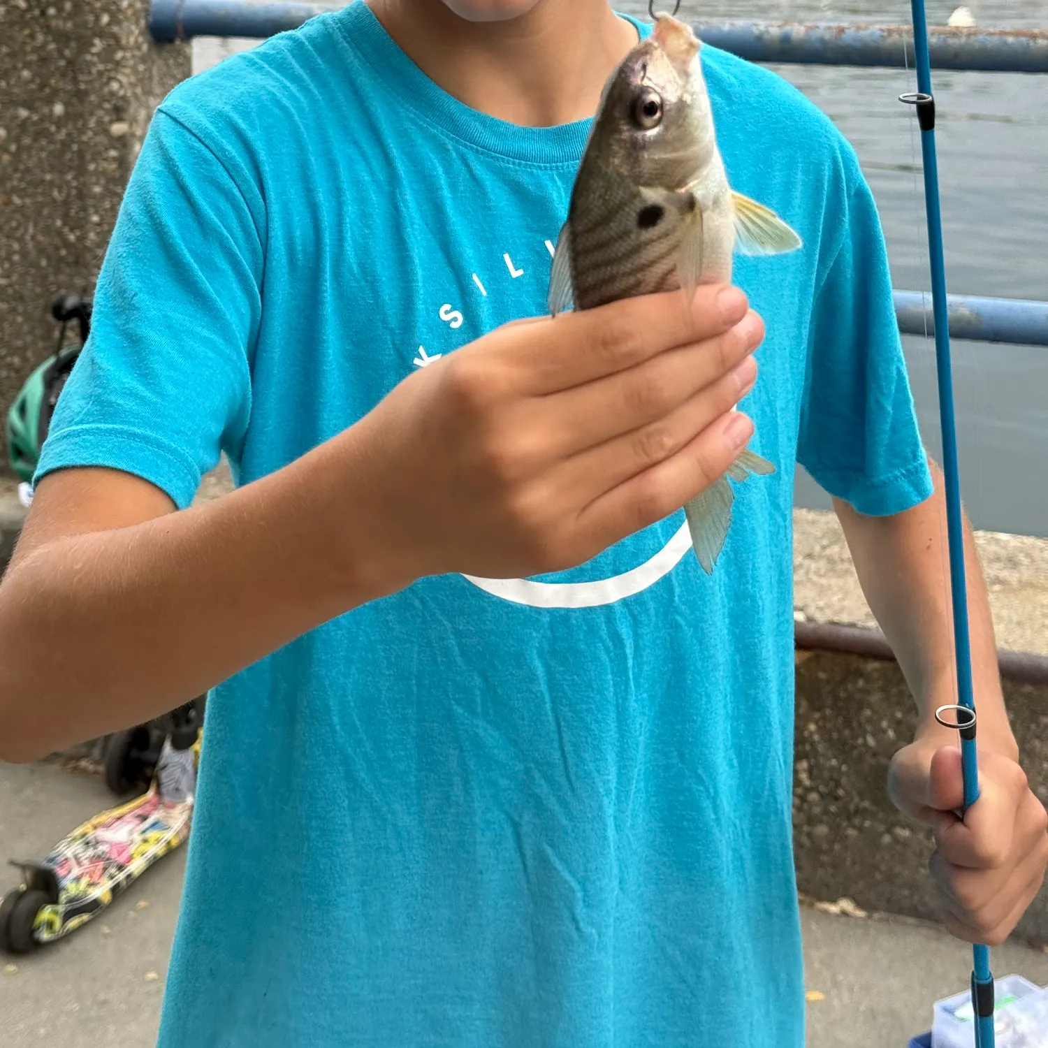 Spot croaker caught on Fishbrain