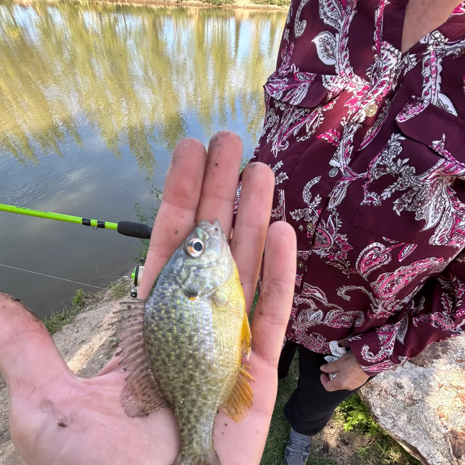 Pumpkinseed caught on Fishbrain