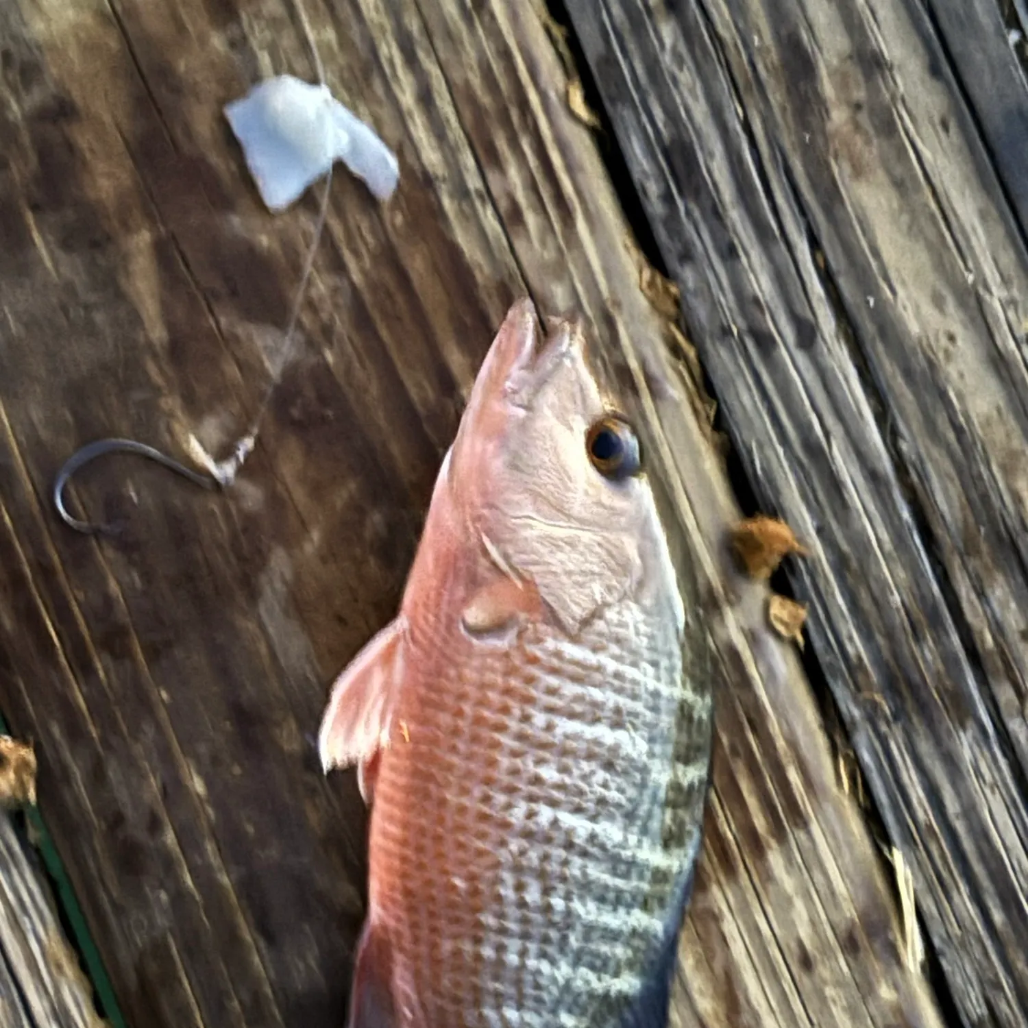 Mangrove snapper caught on Fishbrain