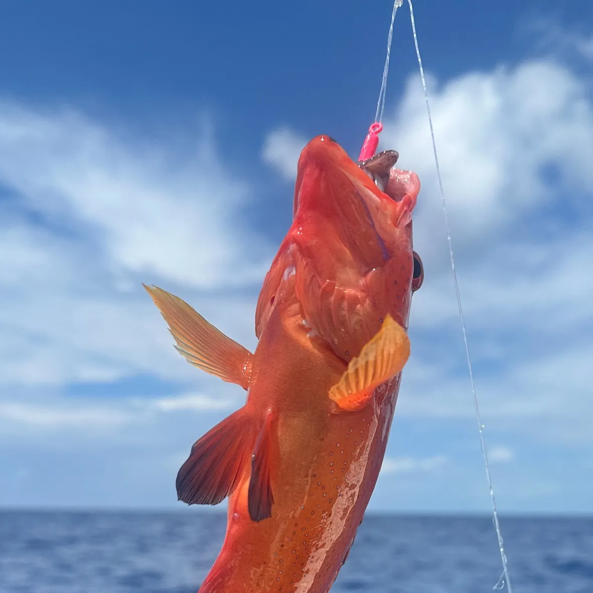 The most recent Coney grouper catches on Fishbrain