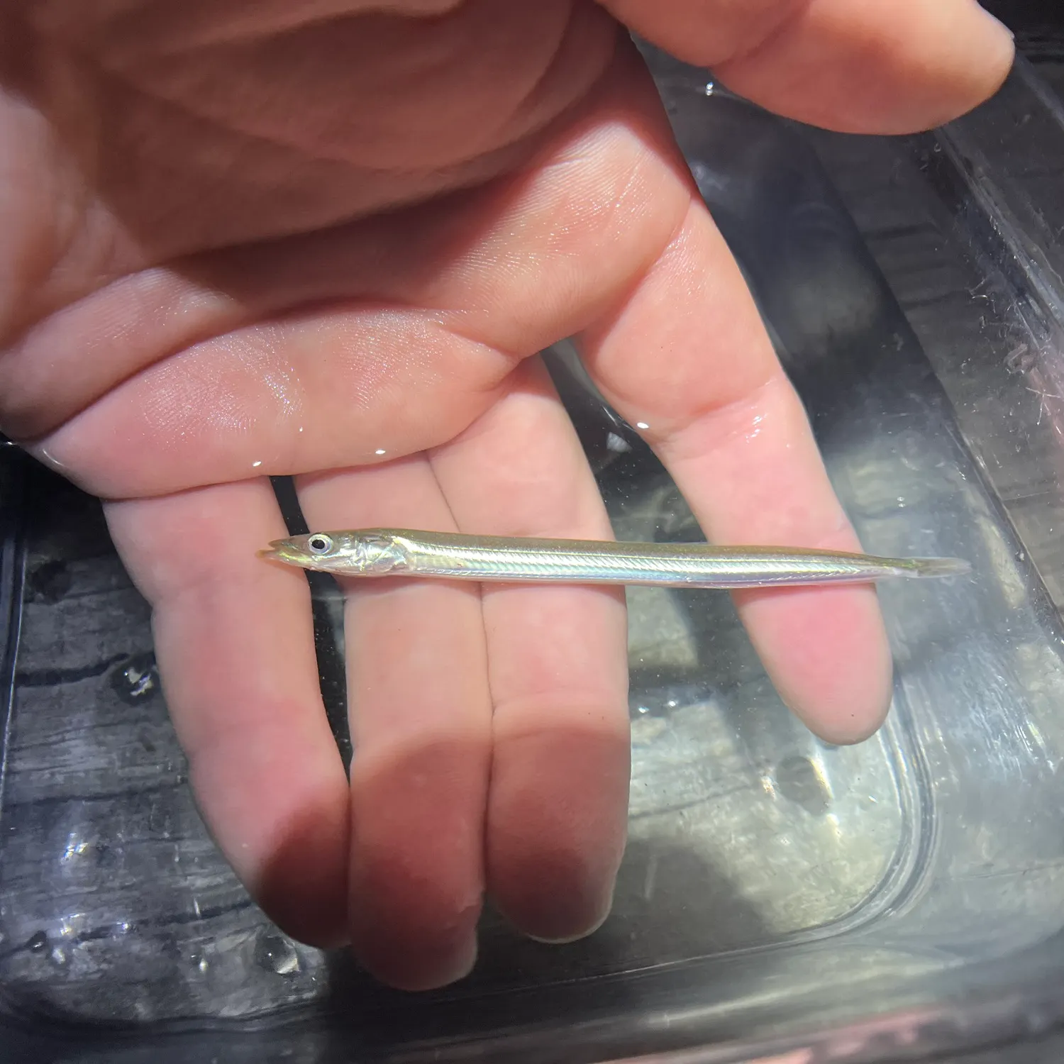 The most recent American sand lance catches on Fishbrain