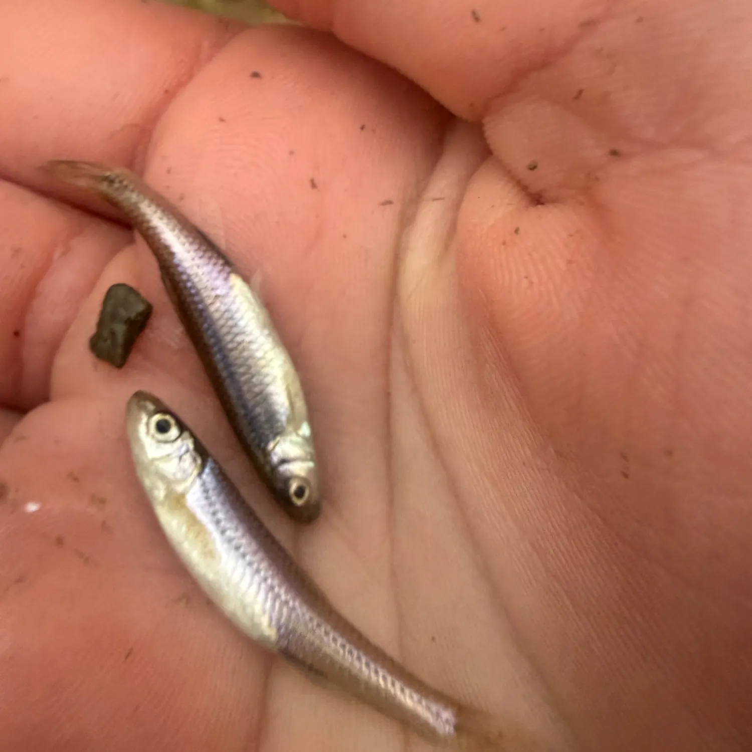 The most recent Rosyface shiner catches on Fishbrain