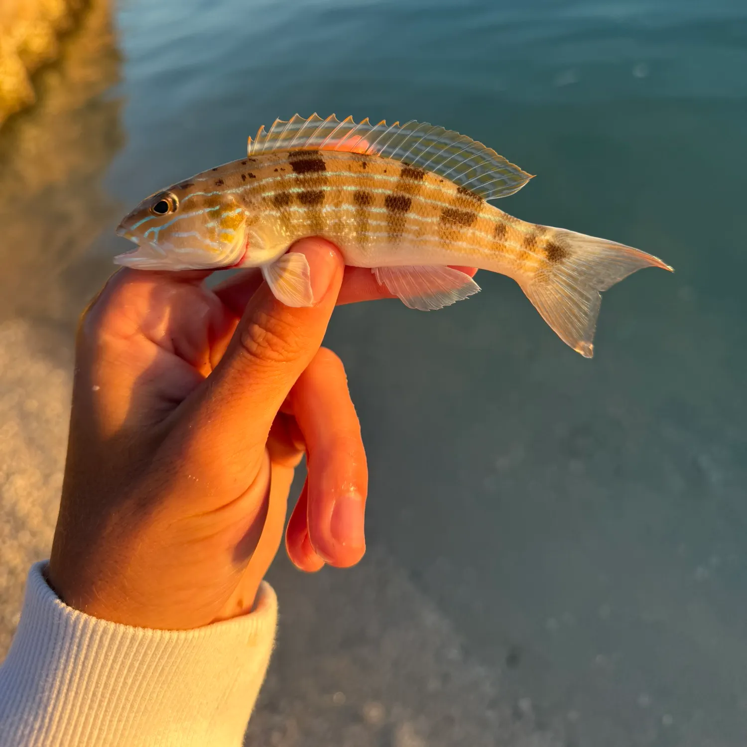 The most recent Sand perch catches on Fishbrain