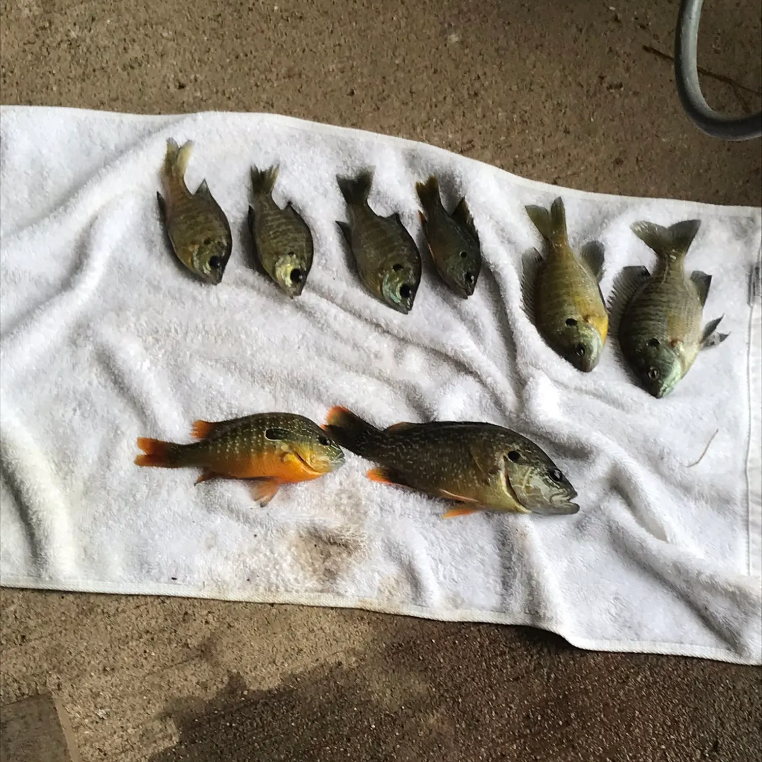 recently logged catches