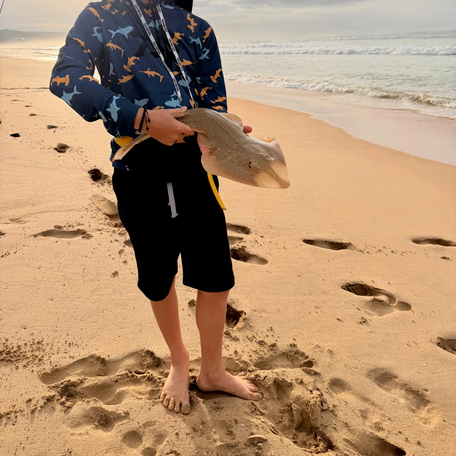 The most recent Lesser sandshark catches on Fishbrain