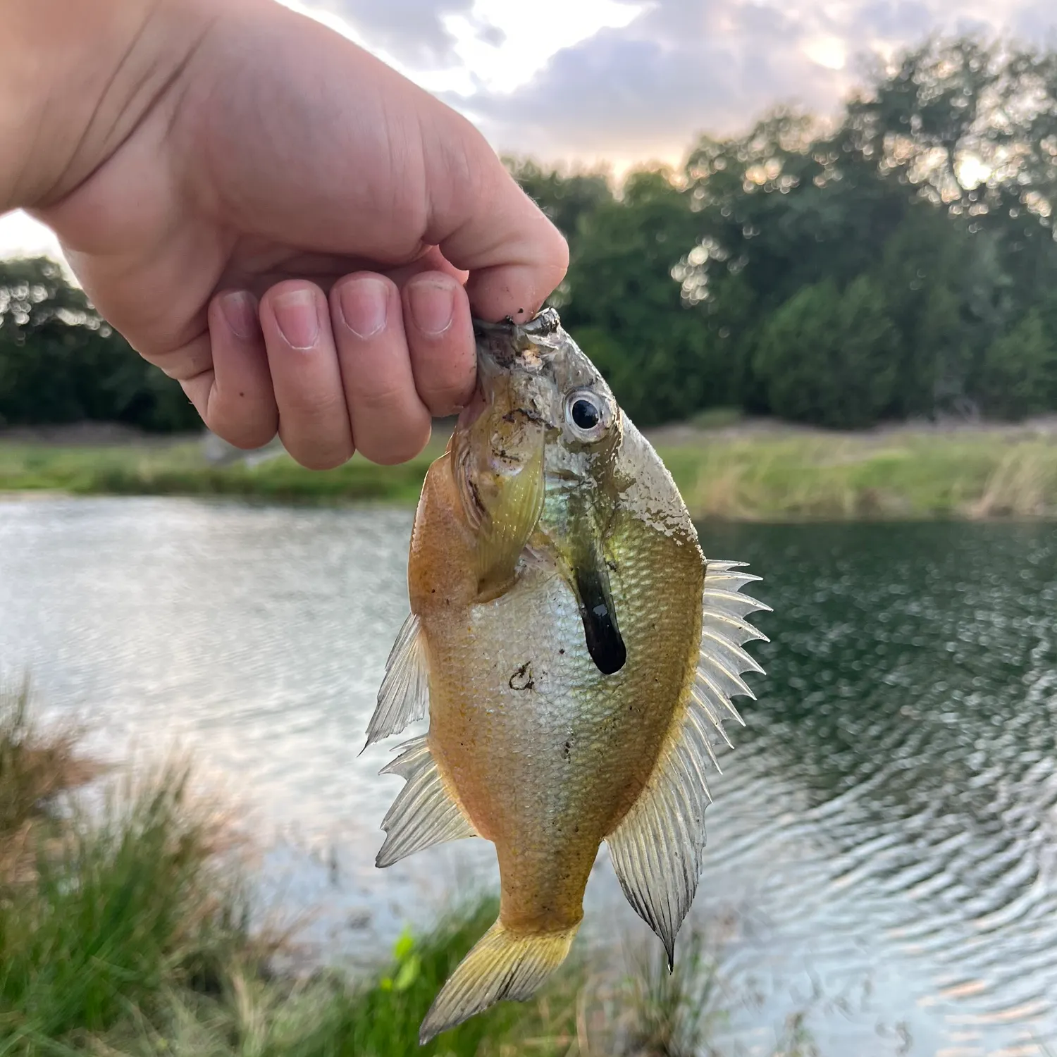 Redbreast sunfish caught on Fishbrain