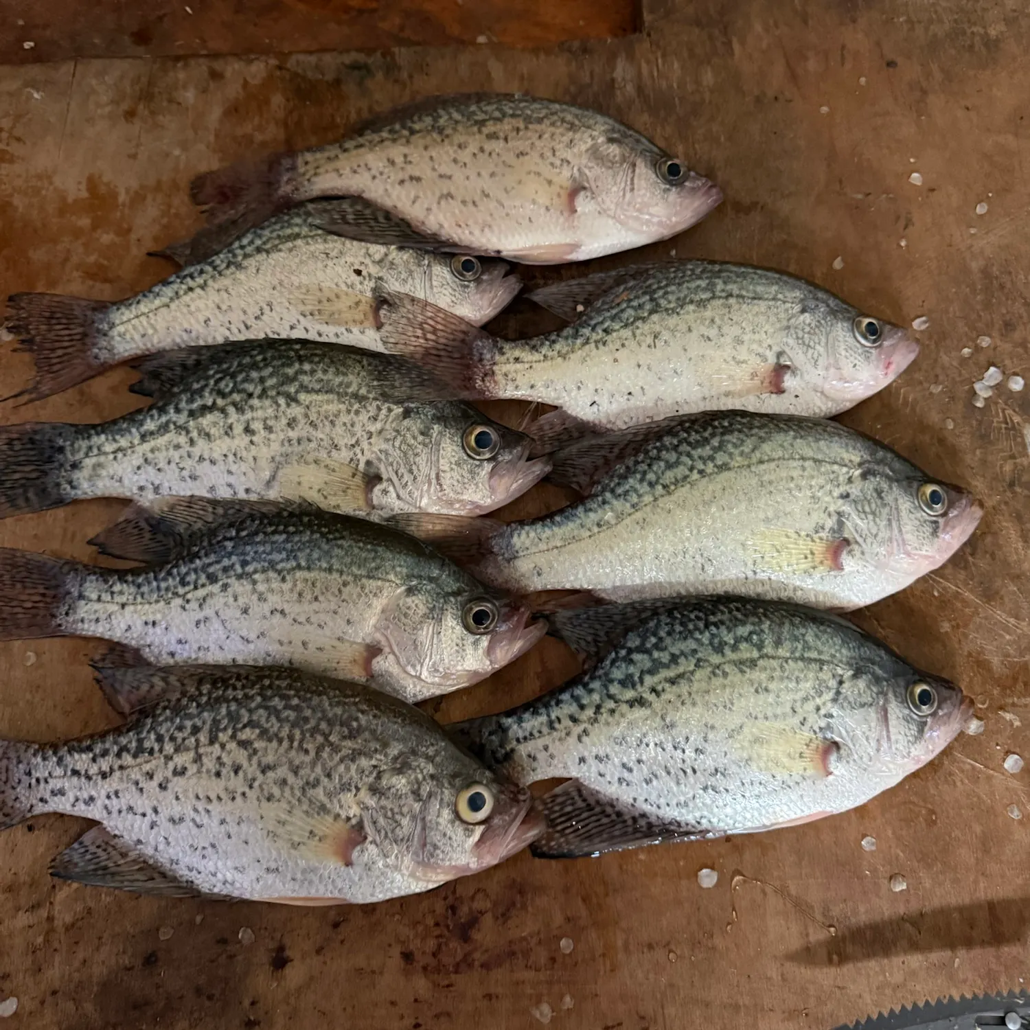 Black crappie caught on Fishbrain