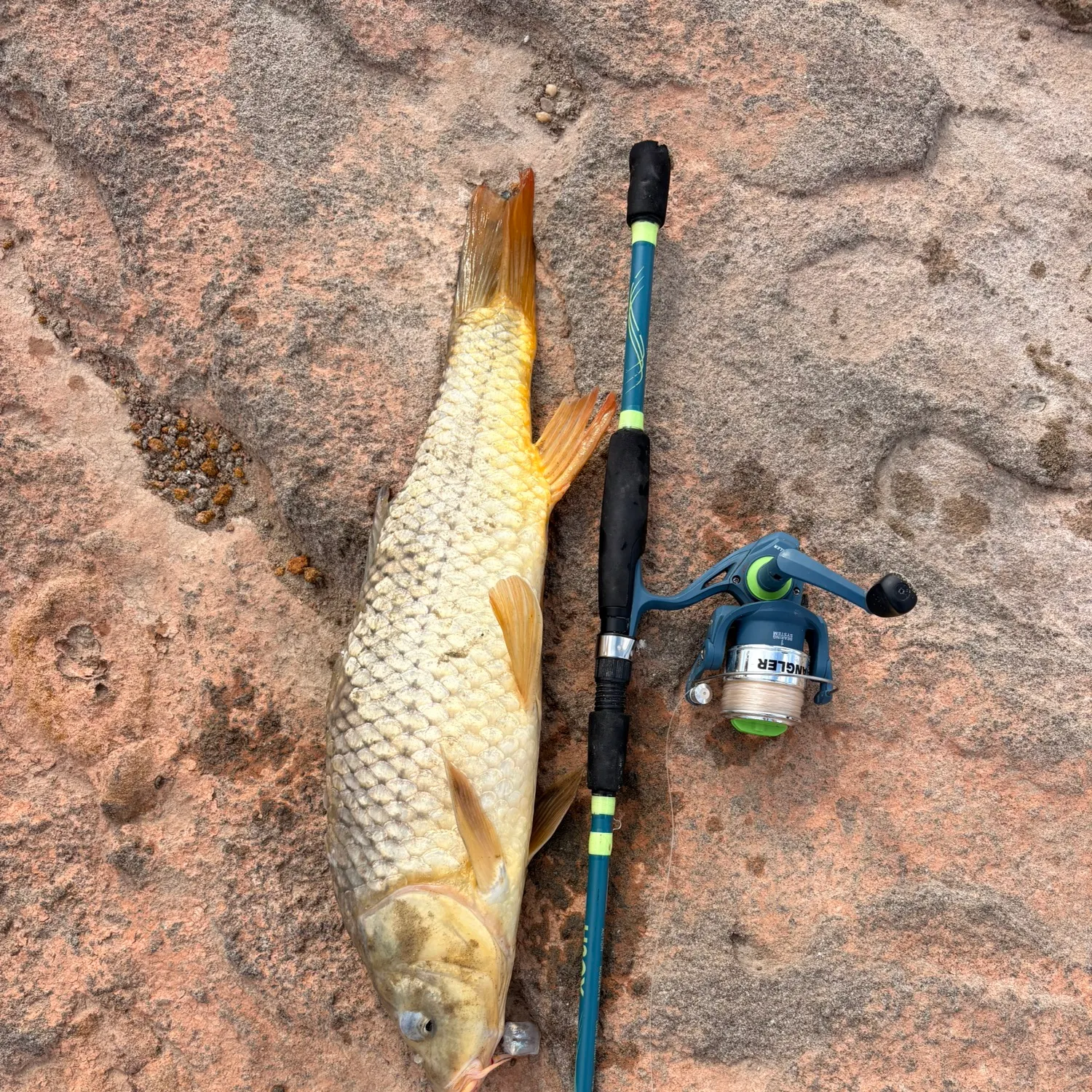 Common carp caught on Fishbrain