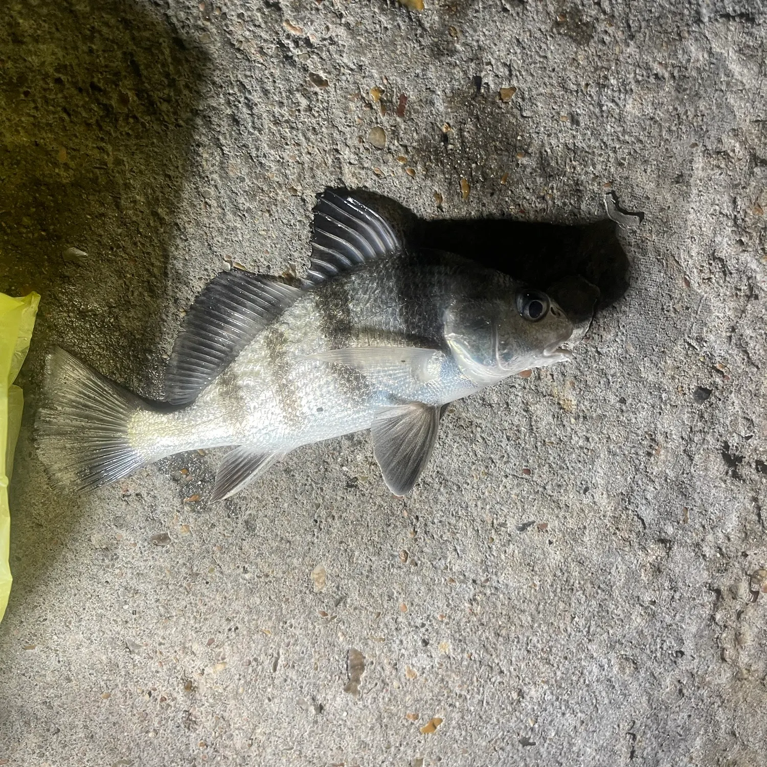 Black drum caught on Fishbrain