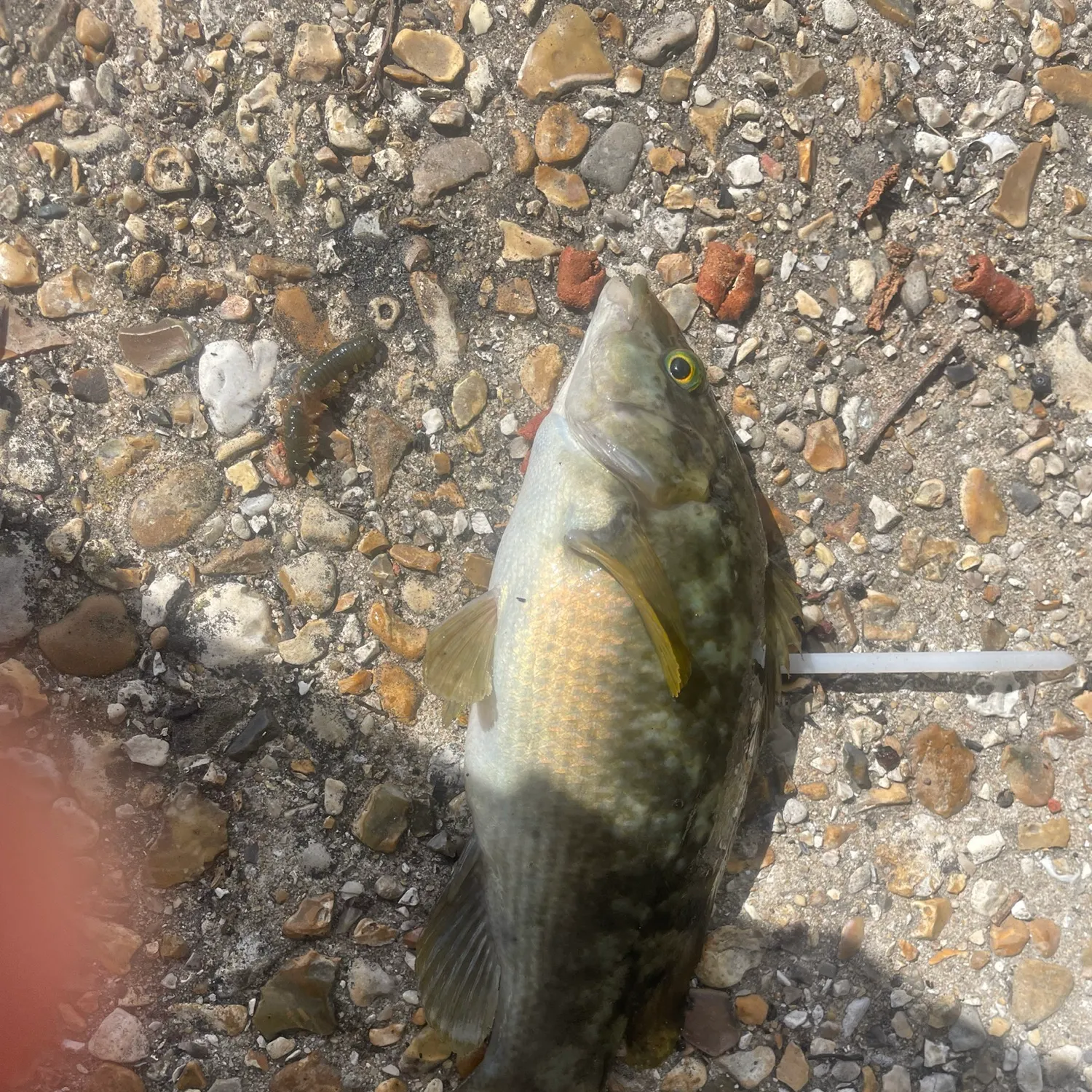 The most recent Ballan wrasse catches on Fishbrain