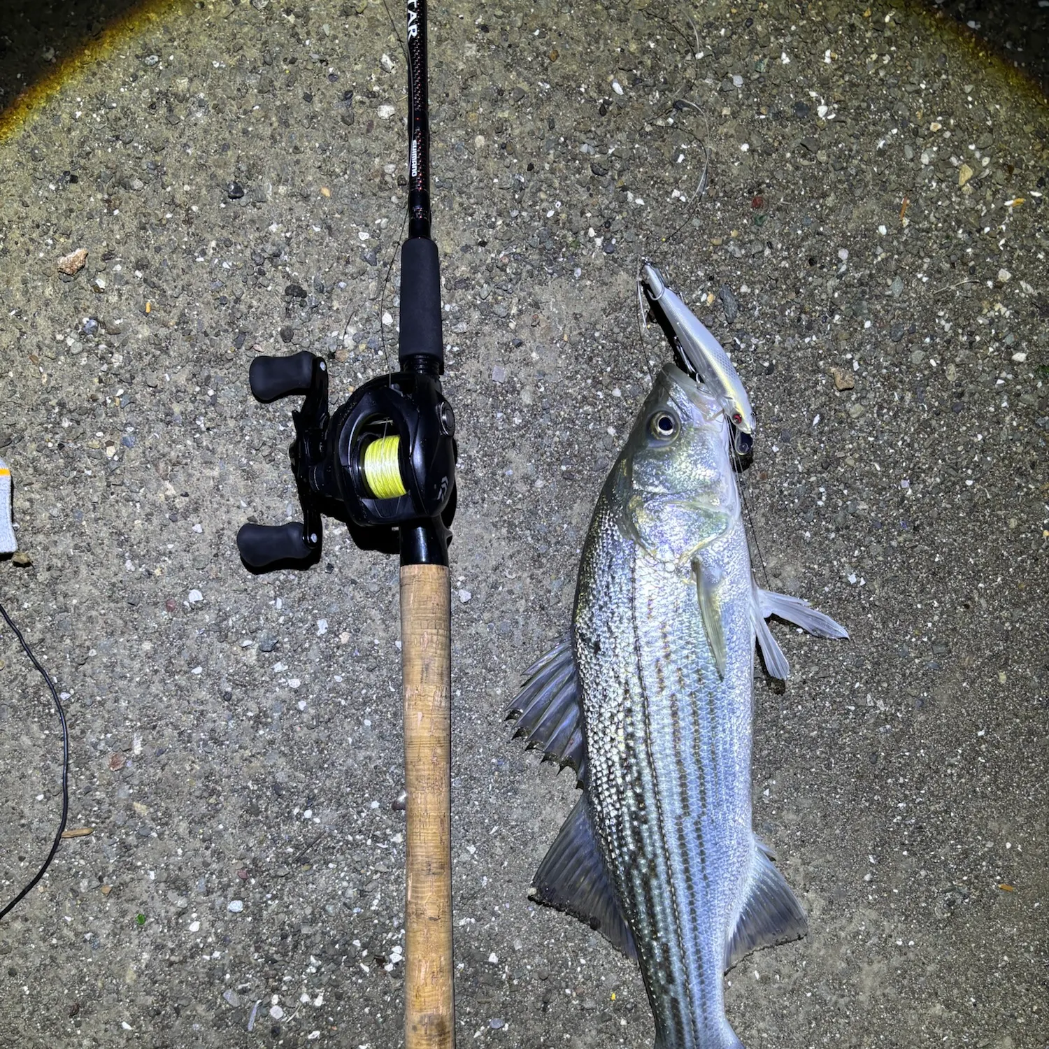 Striped bass caught on Fishbrain