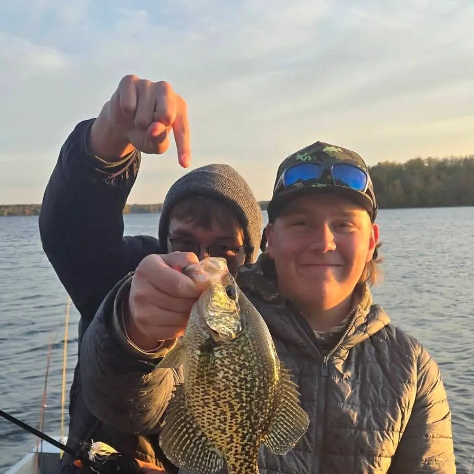 Black crappie caught on Fishbrain