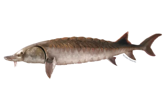 Gulf Sturgeon