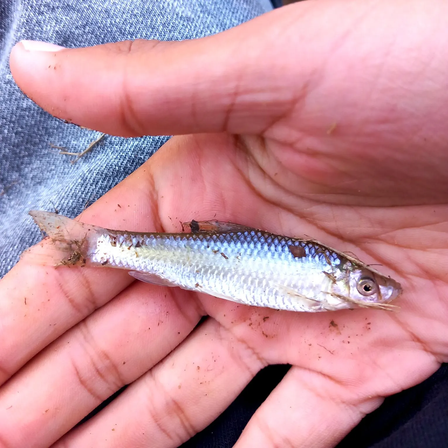 Gudgeon caught on Fishbrain