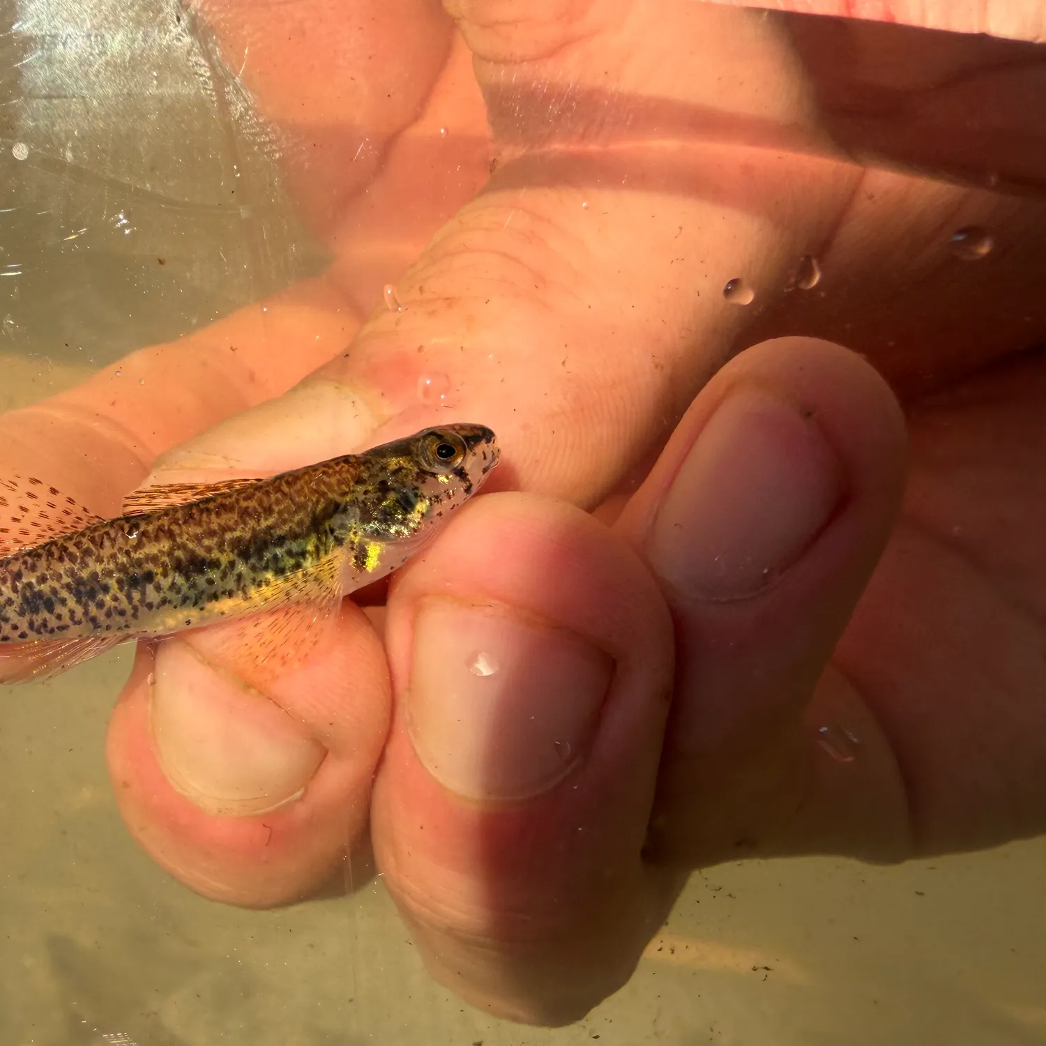 The most recent Cypress darter catches on Fishbrain