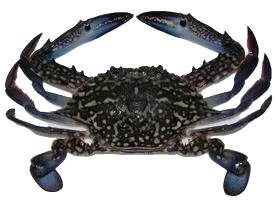 Blue swimmer crab