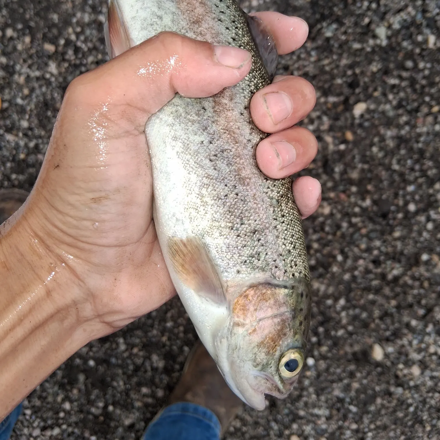Rainbow trout caught on Fishbrain