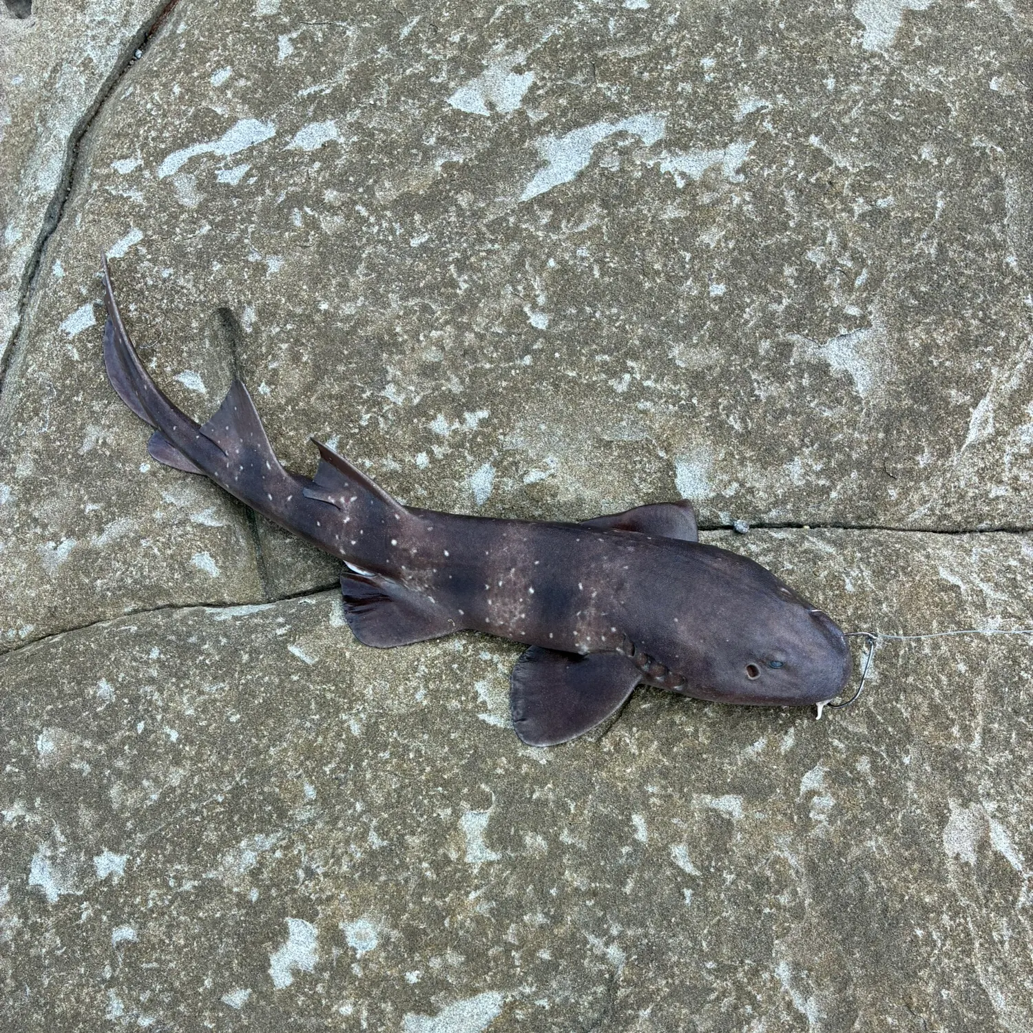 The most recent Brownbanded bamboo shark catches on Fishbrain