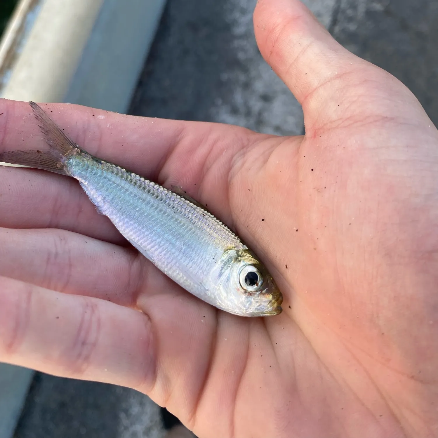 The most recent Scaled herring catches on Fishbrain
