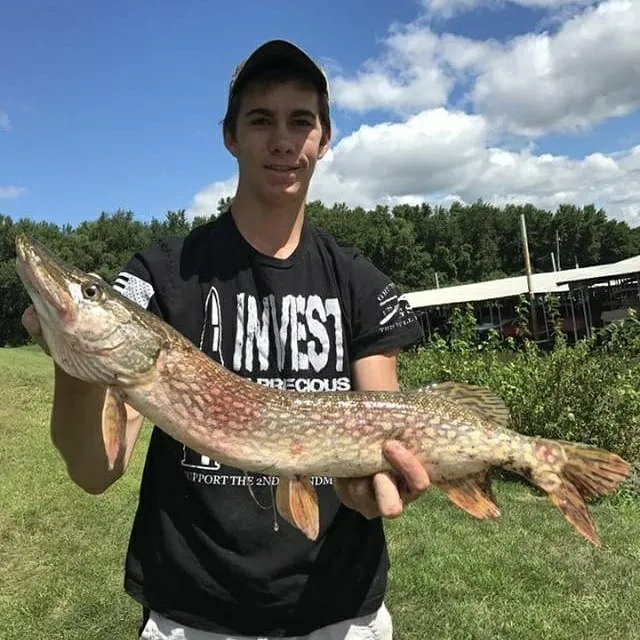 Northern pike caught on Fishbrain