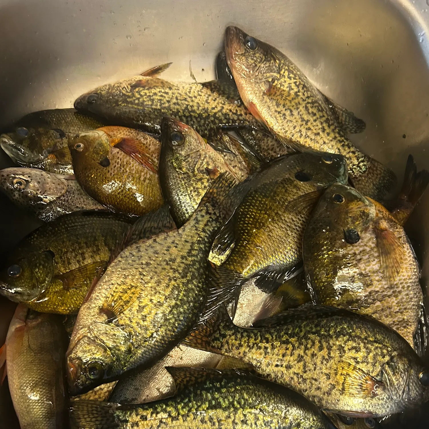recently logged catches
