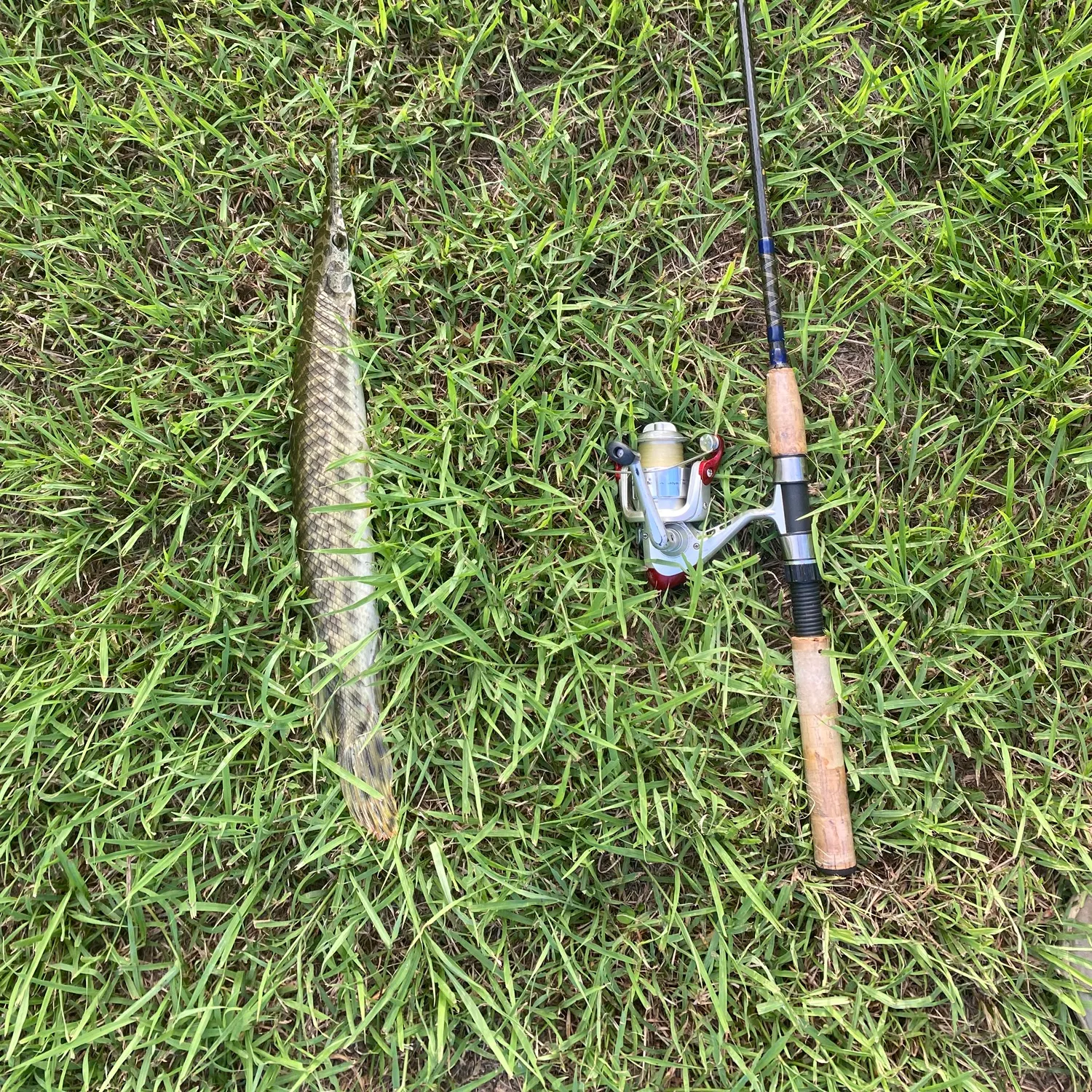 Spotted gar caught on Fishbrain