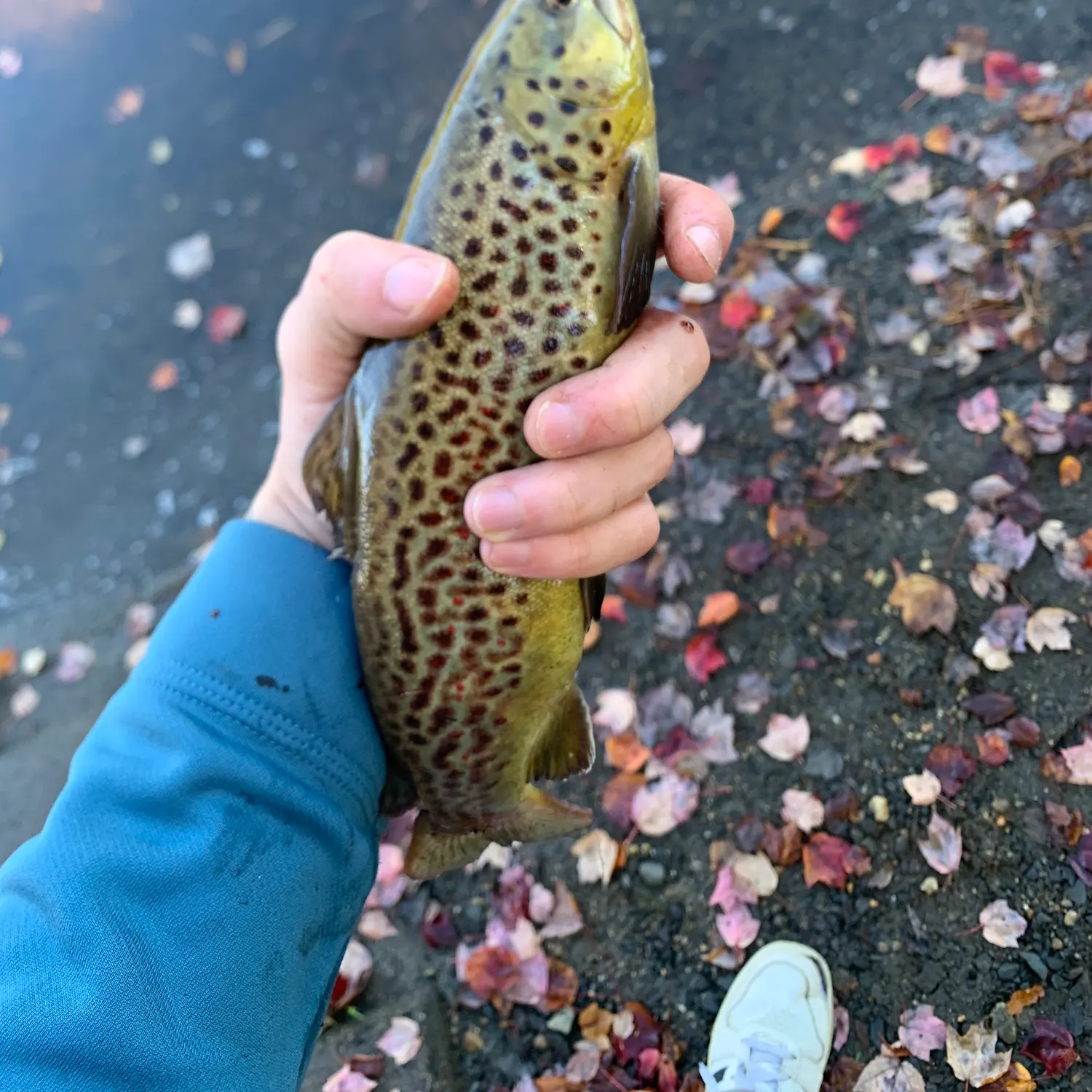 Brown trout caught on Fishbrain