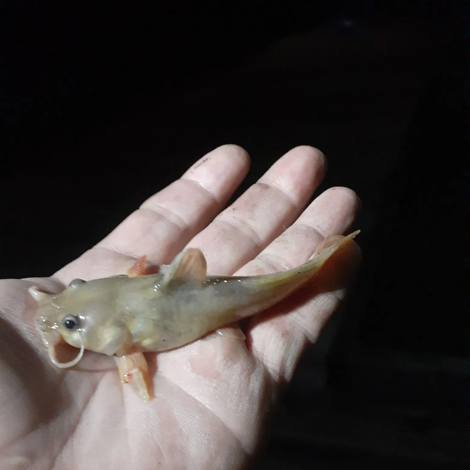 The most recent Northern madtom catches on Fishbrain