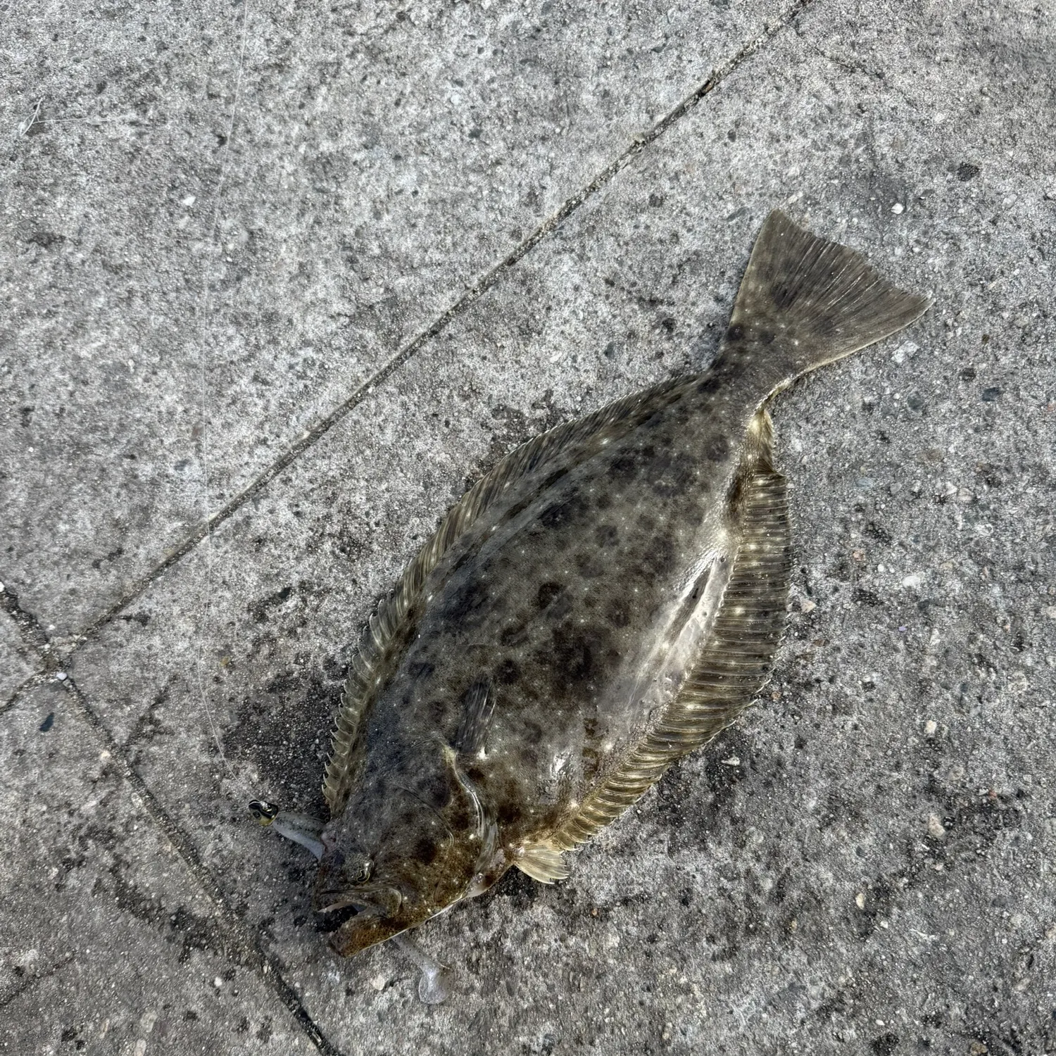 California halibut caught on Fishbrain