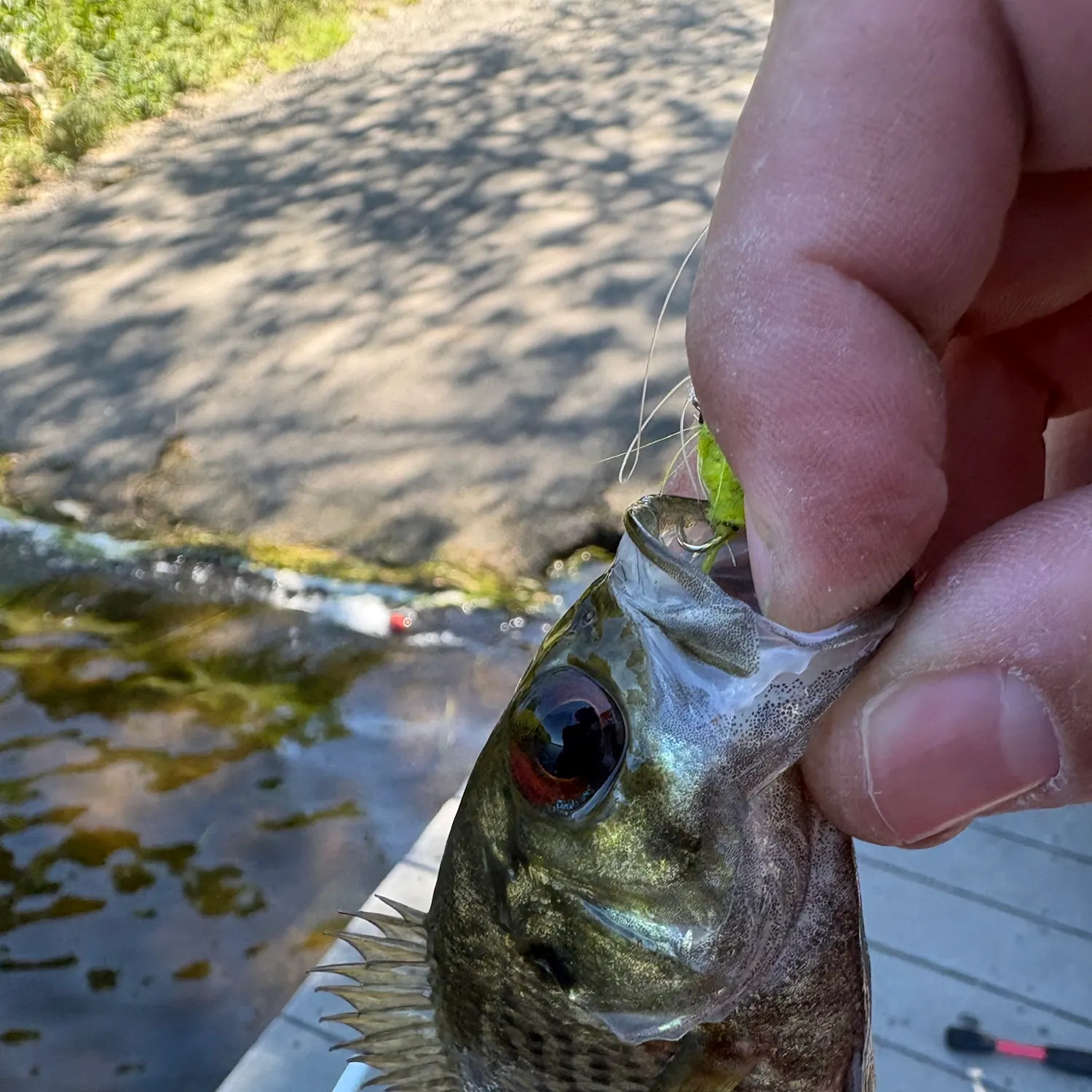 Rock bass caught on Fishbrain