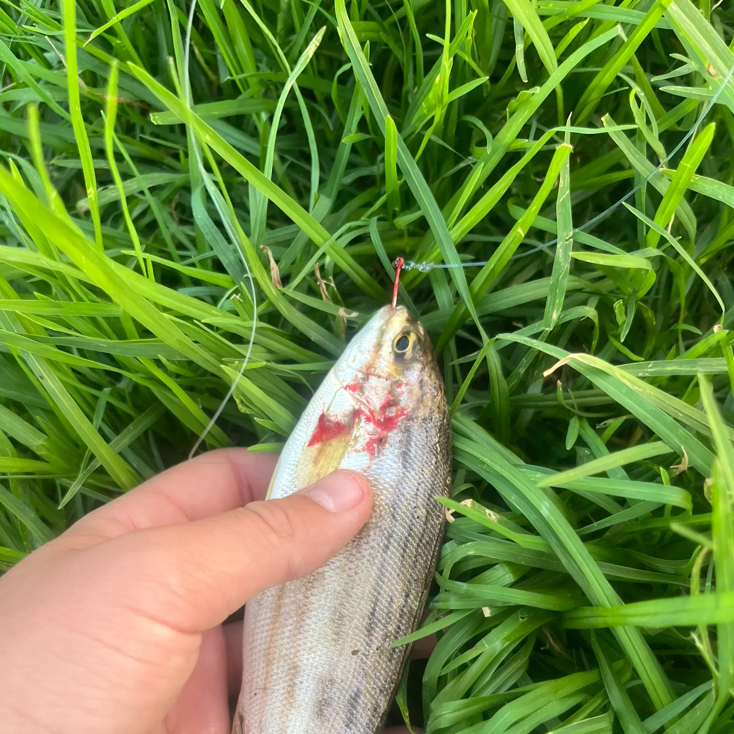 The most recent Western striped grunter catches on Fishbrain