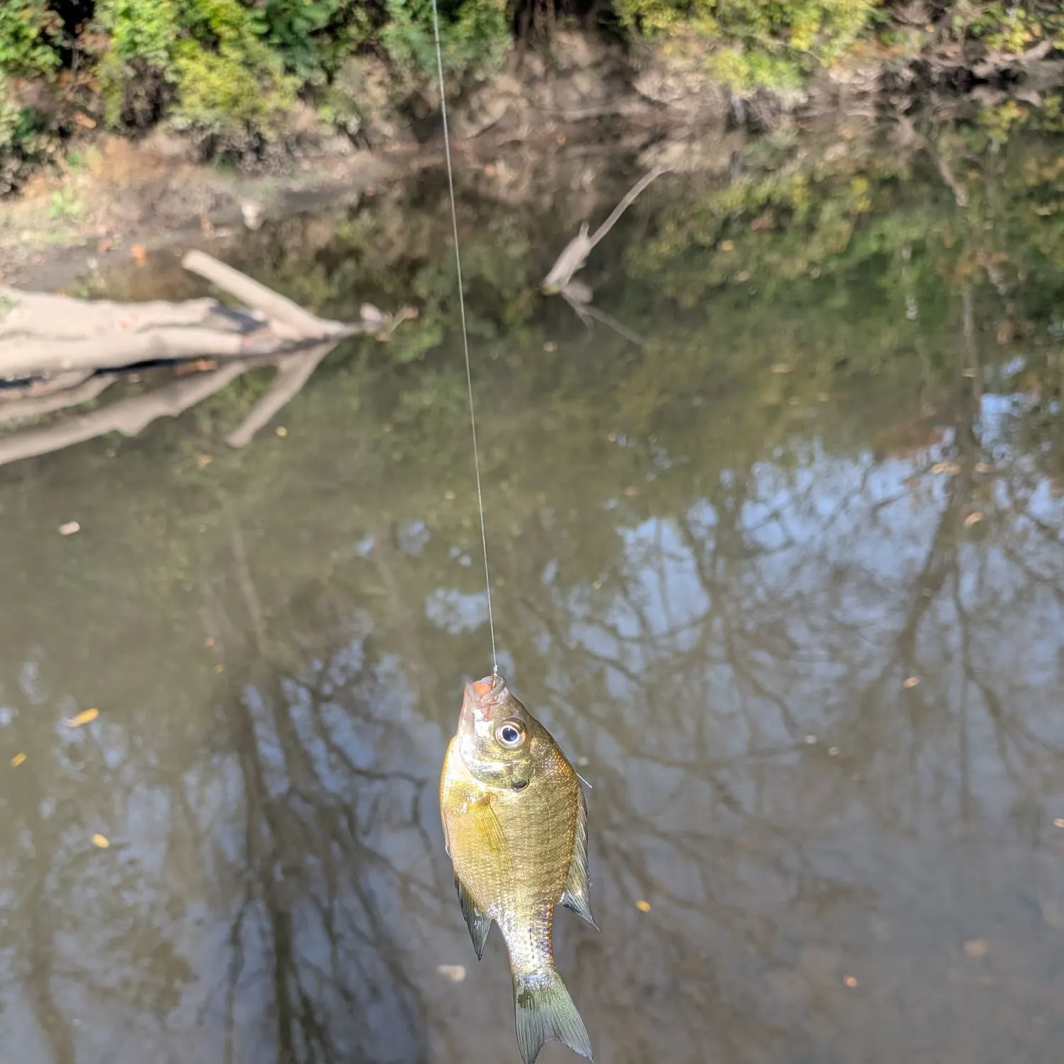 Green sunfish caught on Fishbrain
