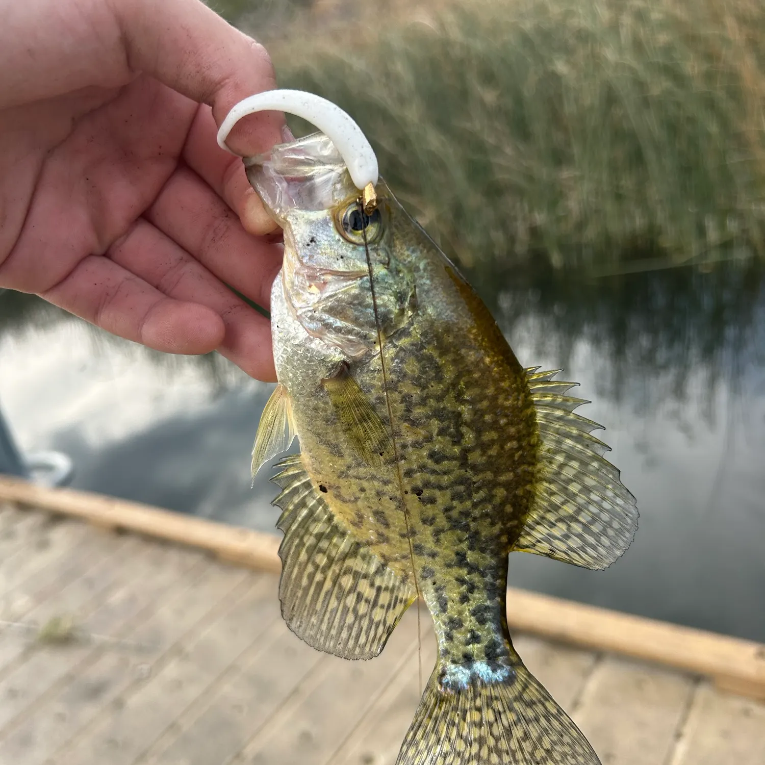 Black crappie caught on Fishbrain