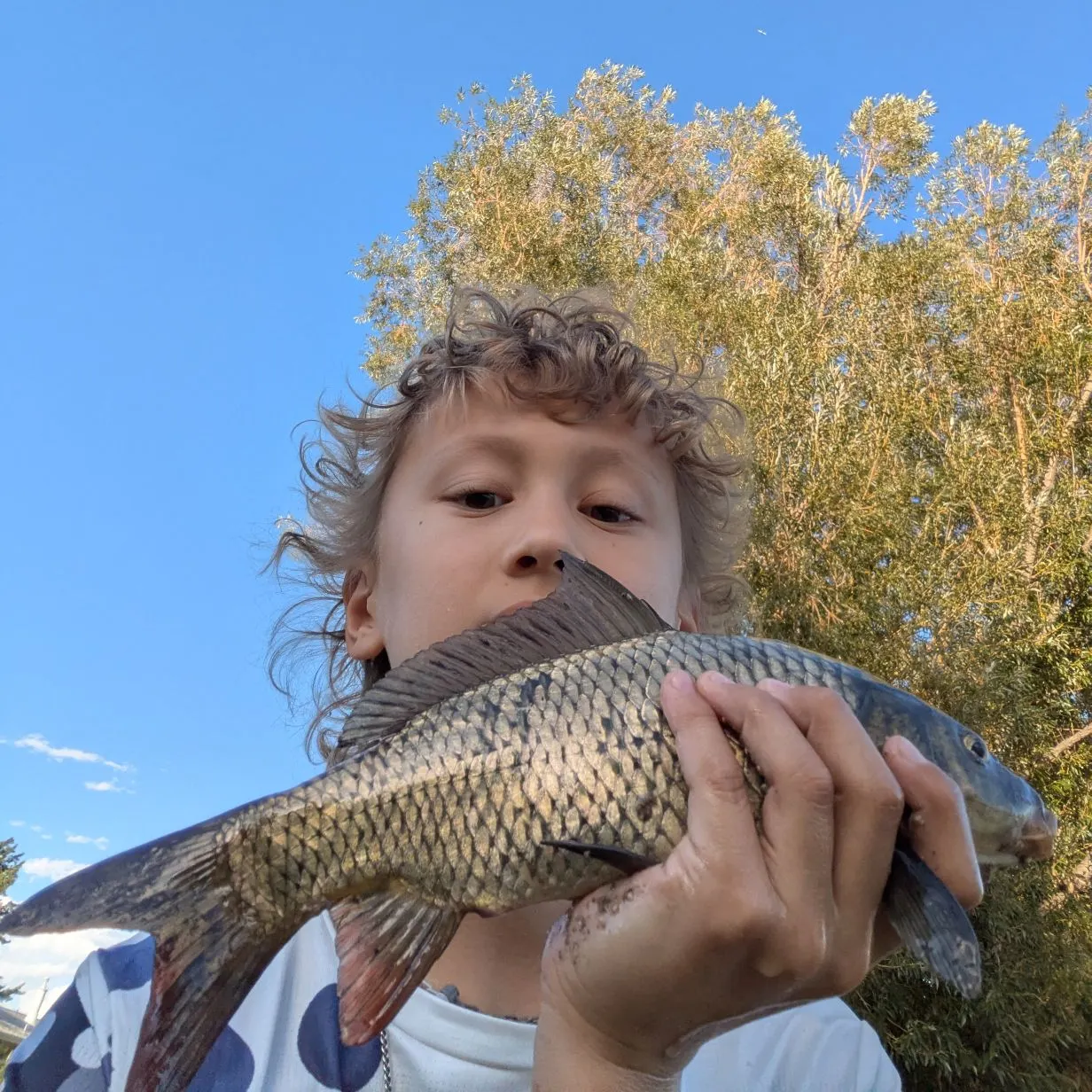 Common carp caught on Fishbrain