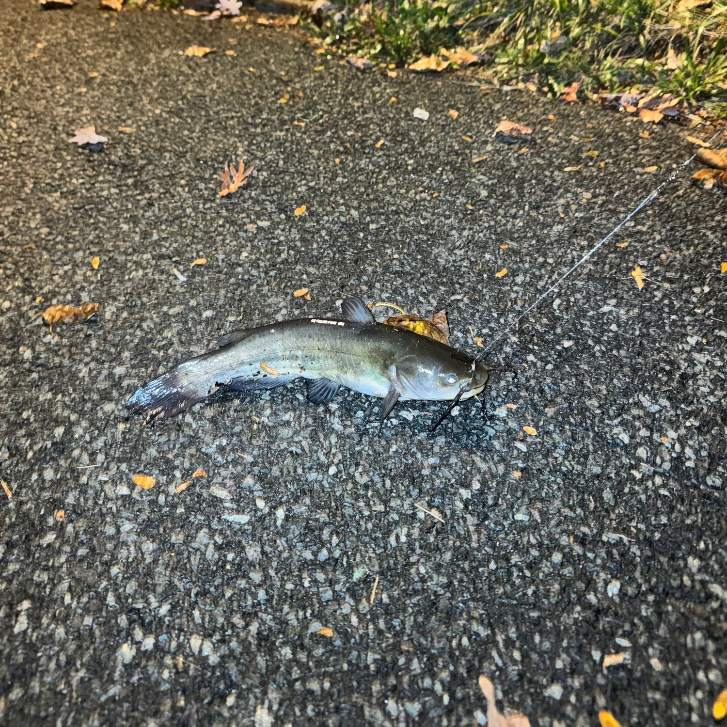 Black bullhead caught on Fishbrain