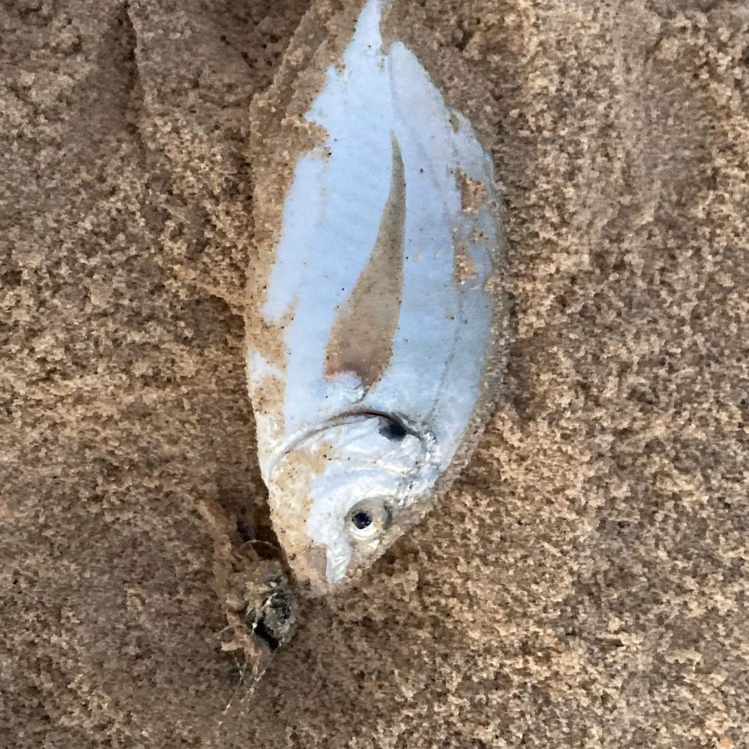 The most recent Silver trevally catches on Fishbrain