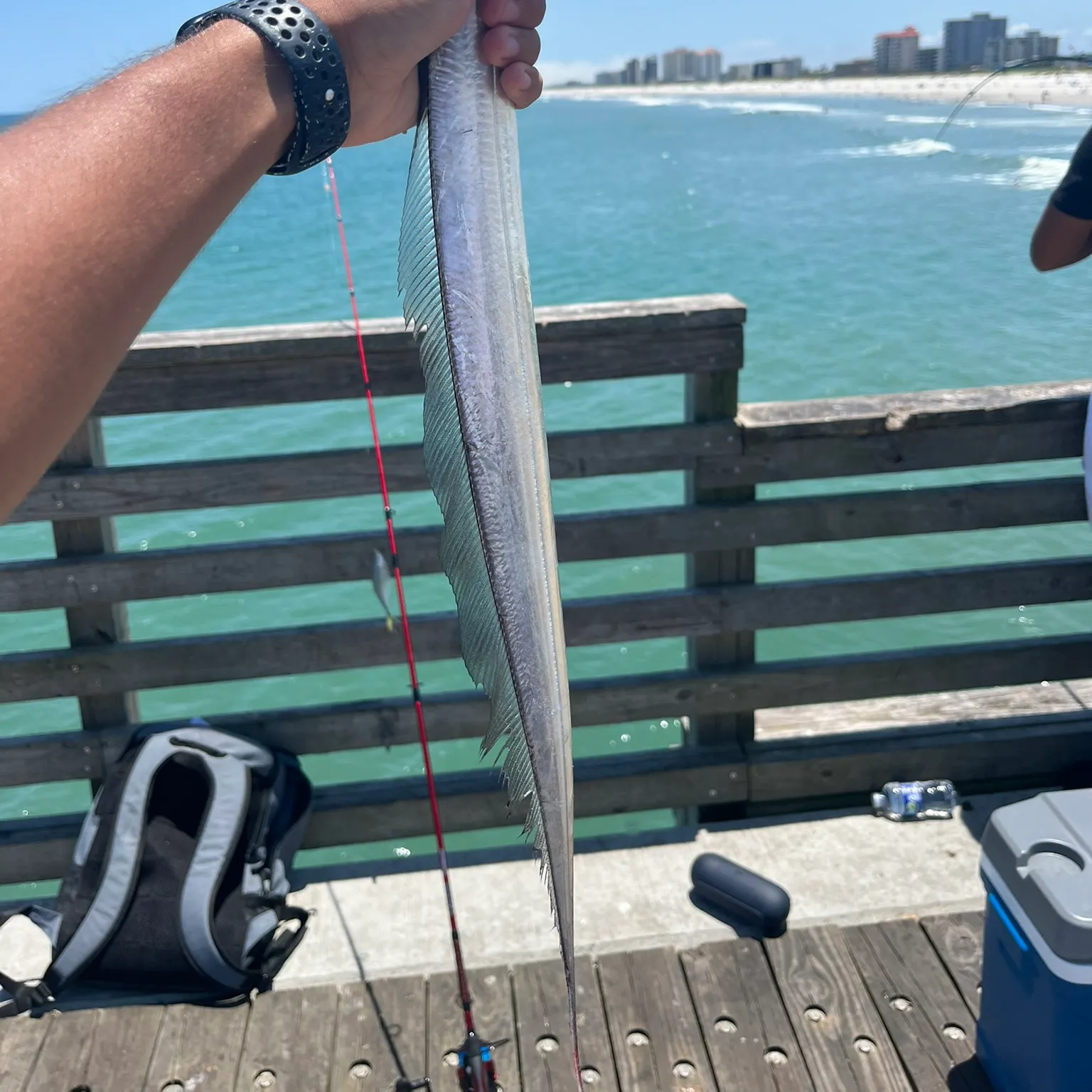 The most recent Silver scabbardfish catches on Fishbrain