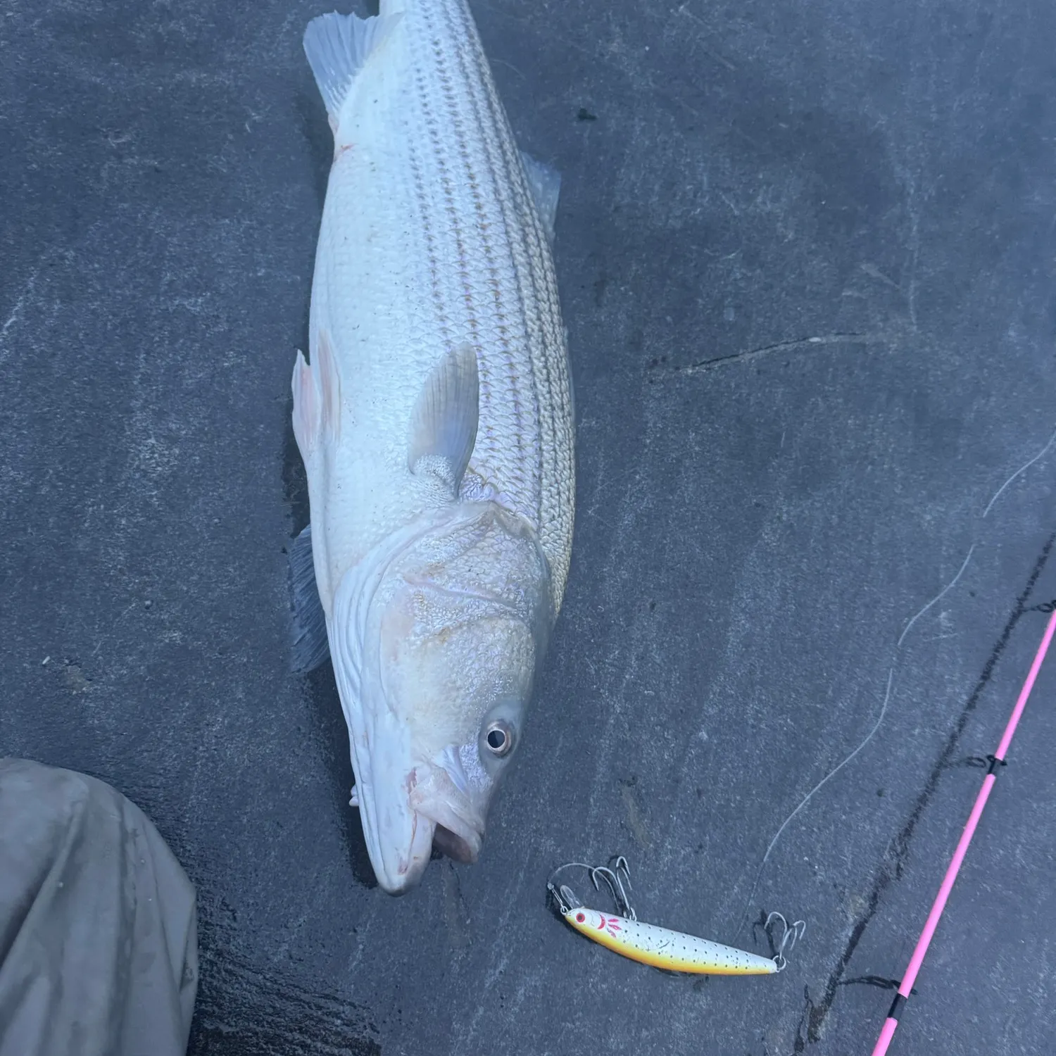 recently logged catches