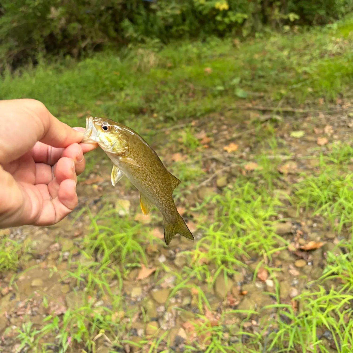 Smallmouth bass caught on Fishbrain