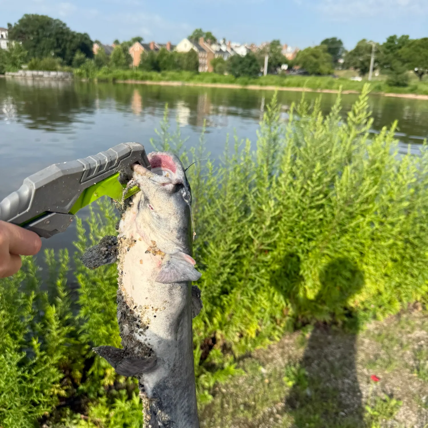 catch
