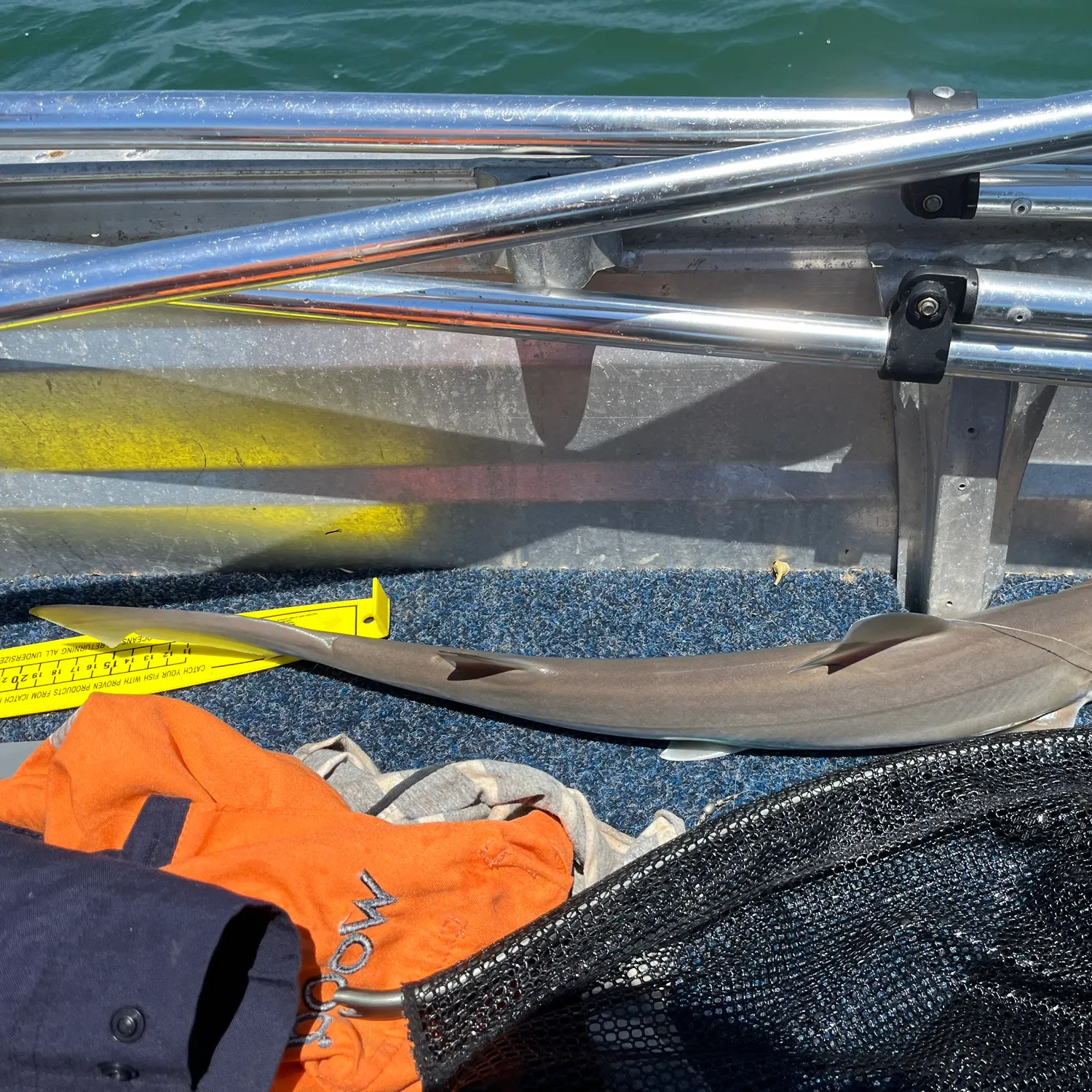 The most recent Bull shark catches on Fishbrain