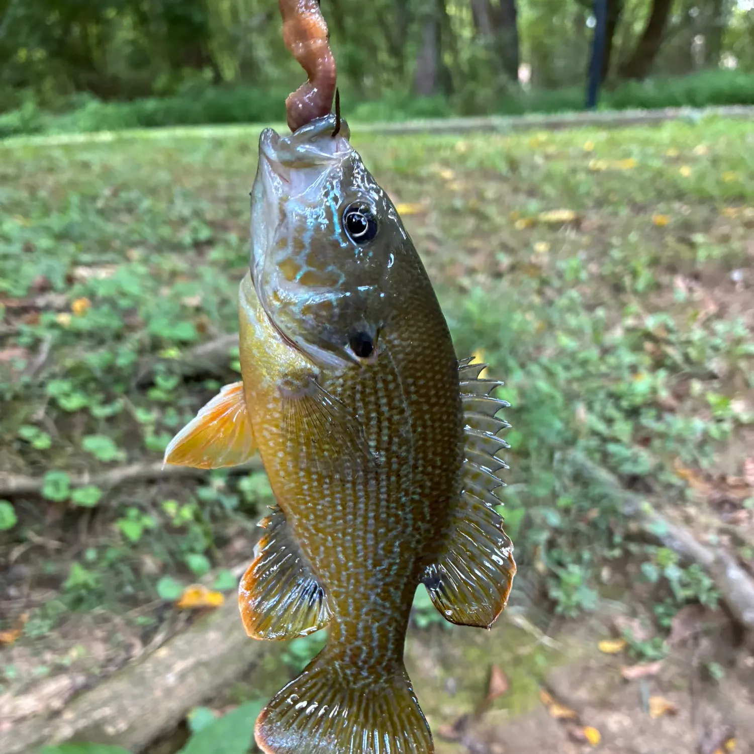 Green sunfish caught on Fishbrain