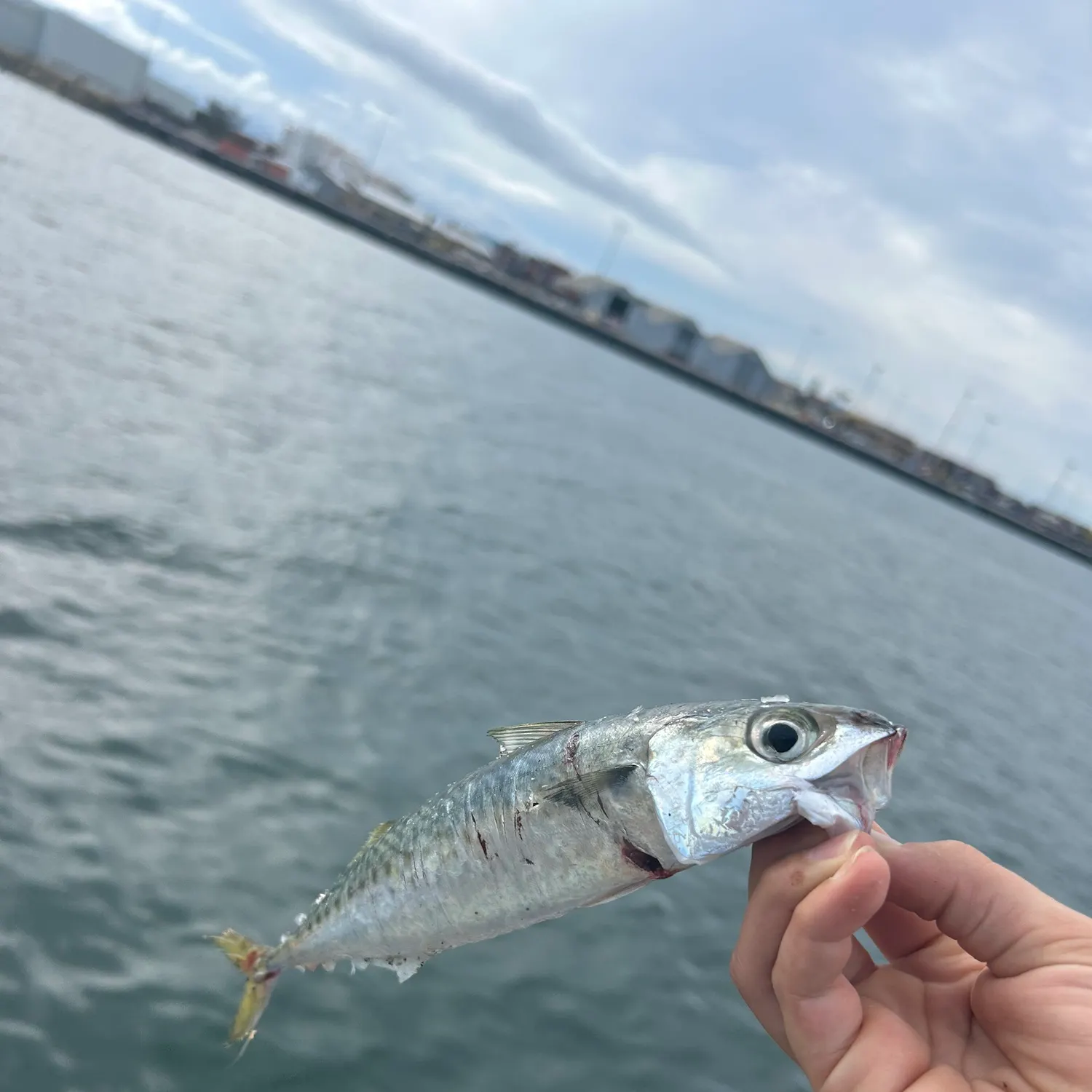 Pacific chub mackerel caught on Fishbrain