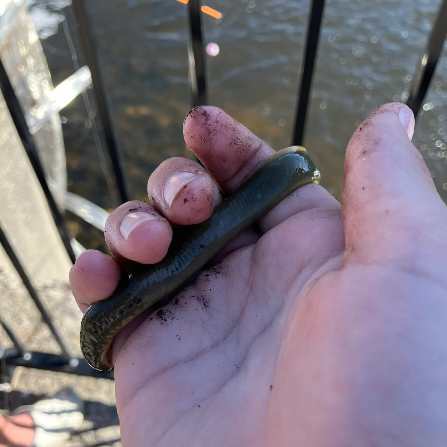 The most recent Chestnut lamprey catches on Fishbrain