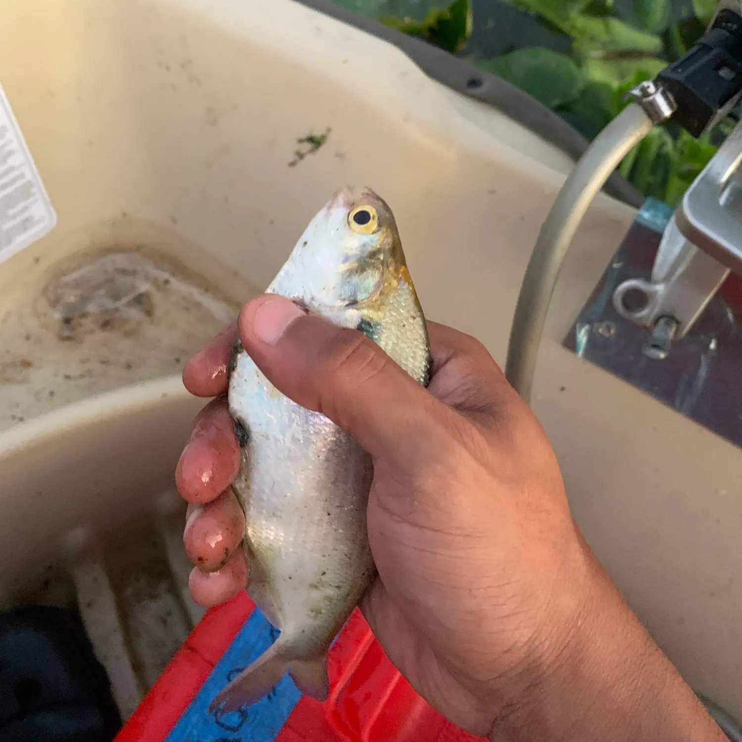 angler catch