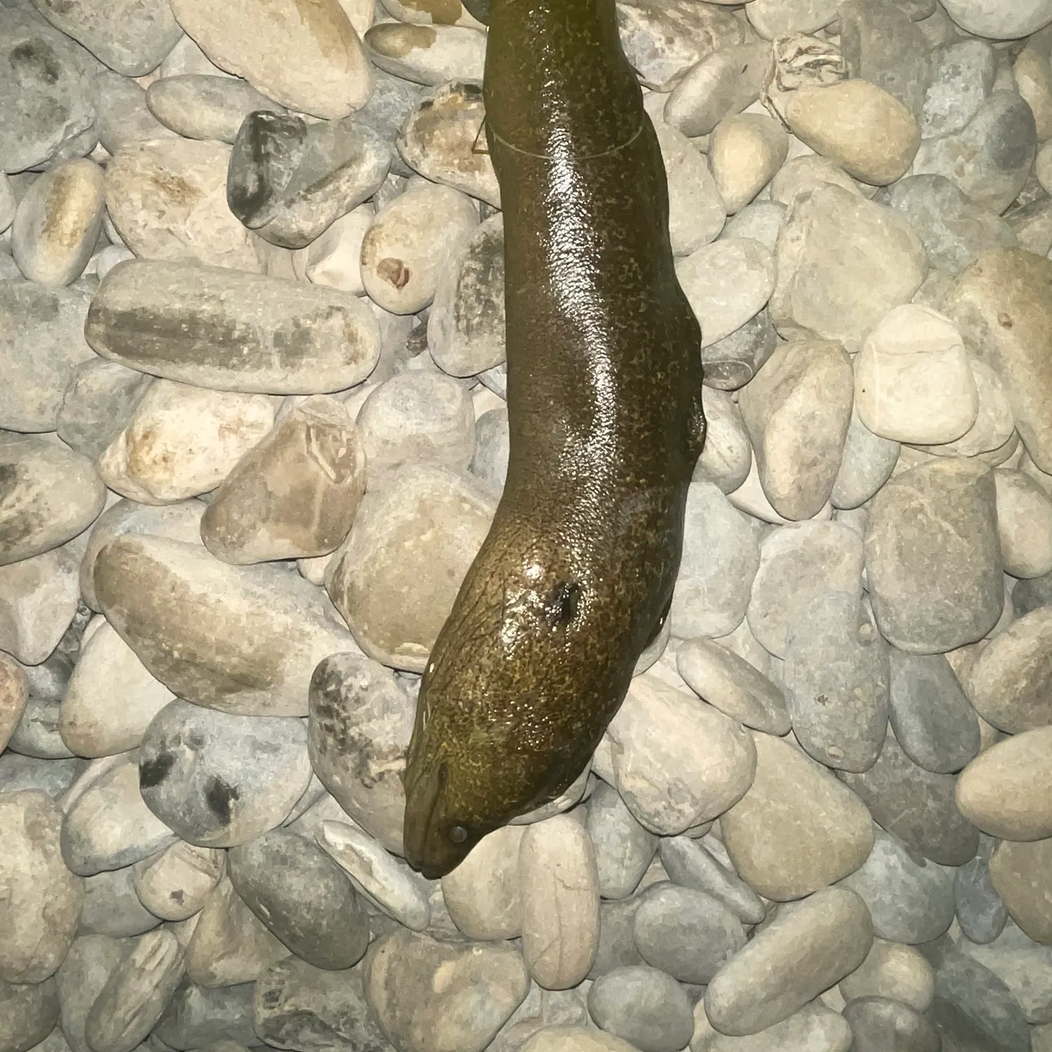 The most recent California moray catches on Fishbrain