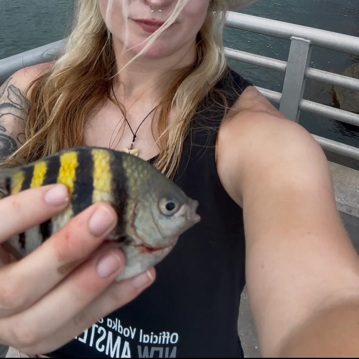 The most recent Sergeant-major catches on Fishbrain