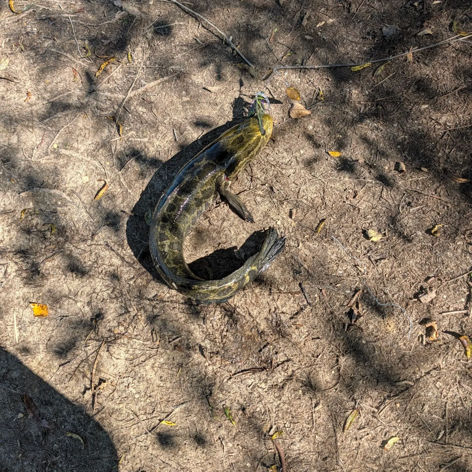Northern snakehead caught on Fishbrain