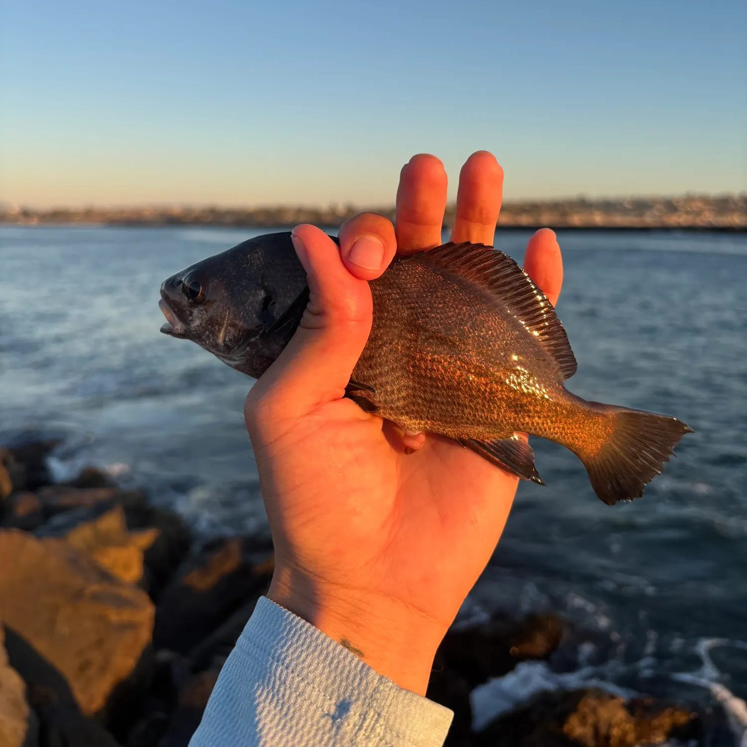 Black croaker caught on Fishbrain